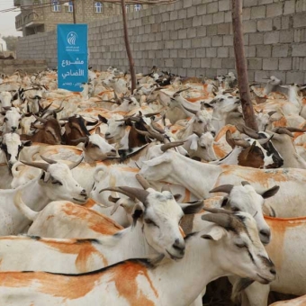 HUMAN ACCESS launches meat sacrifice campaign and Eid clothing in all governorates