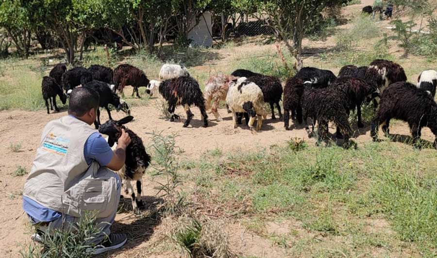  livestock breeding trainees
