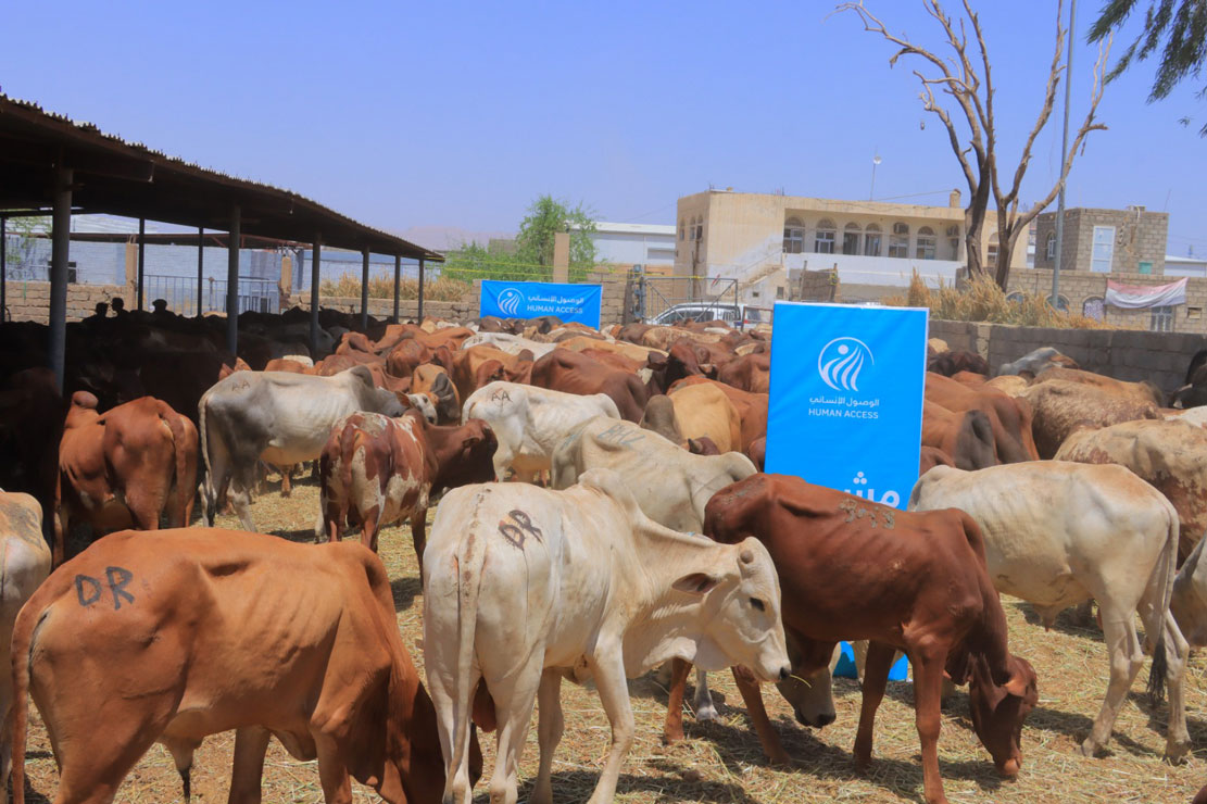 HUMAN ACCESS makes extensive preparations to distribute sacrificial meat