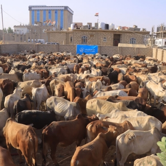 Over 500,000 beneficiaries of Qurbani project this year