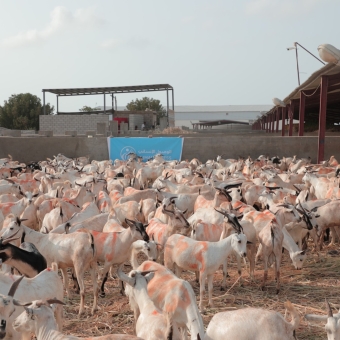 HUMAN ACCESS Launches the Sacrificial Meat and Eid Clothing Project Campaign