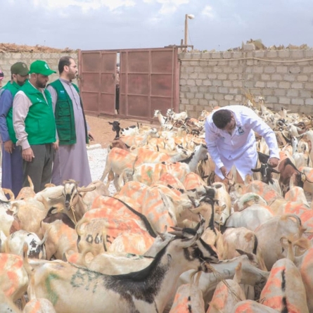 KSrelief Center and HUMAN ACCESS discuss arrangements for implementing the 1447 AH Udhiyah Project in Al-Mahra Governorate